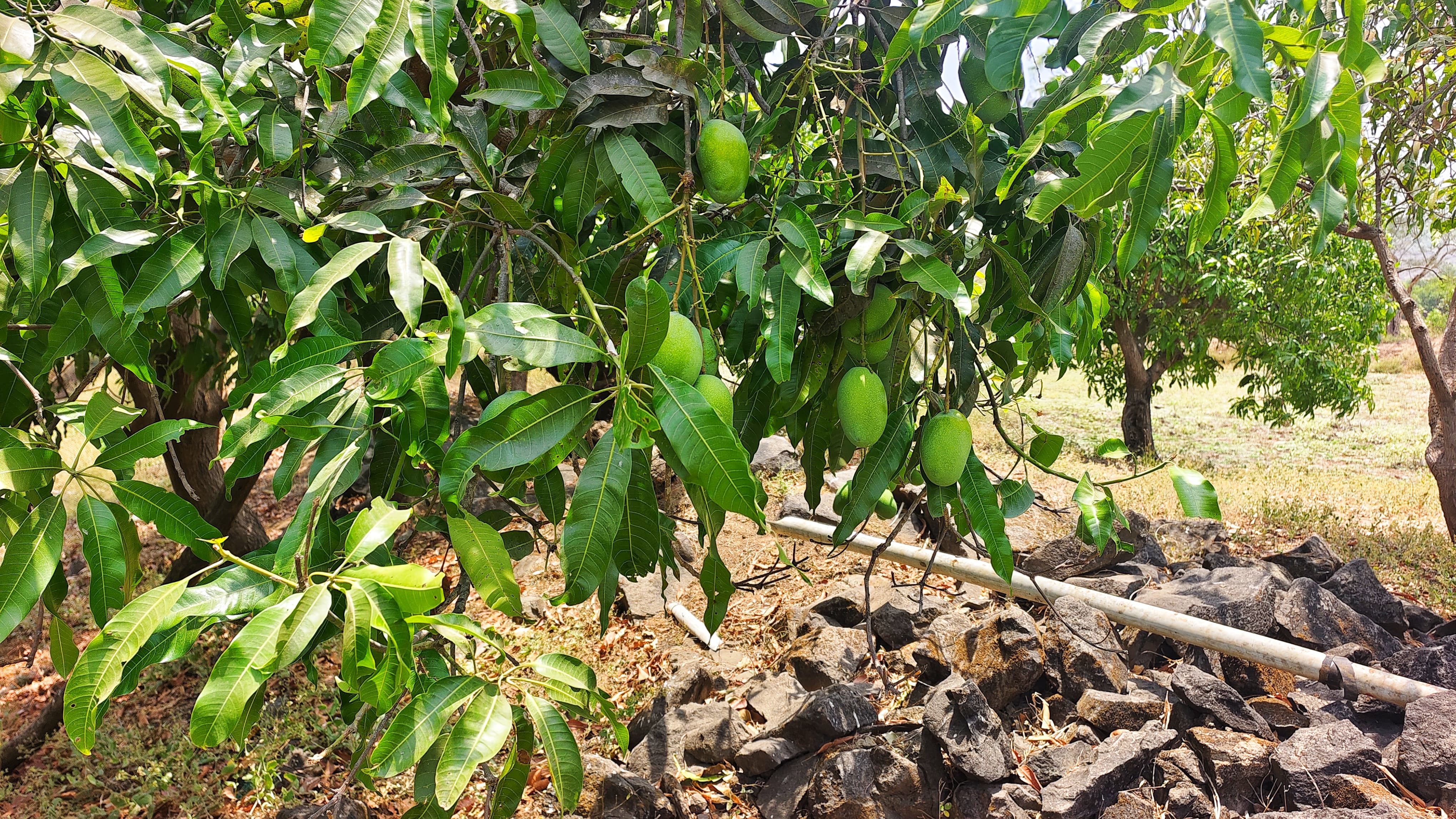 The Mango Farm Plots for sale Surav Tarf Tala, Maharashtra , Kokan Farmhouse Plotting Project